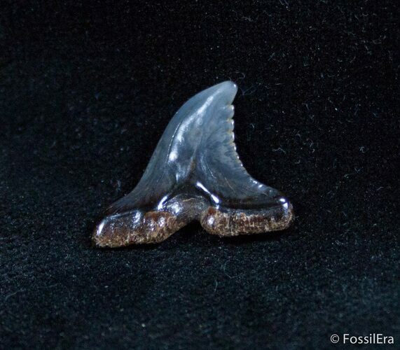 Hemipristis Curvatus Fossil Shark Tooth #1426